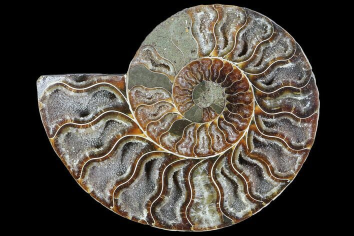 Agatized Ammonite Fossil (Half) - Crystal Chambers #103106